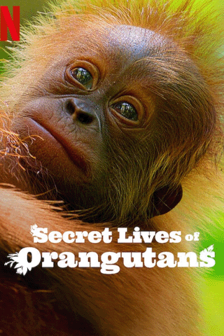 ชีวิตลับอุรังอุตัง (Secret Lives of Orangutans)